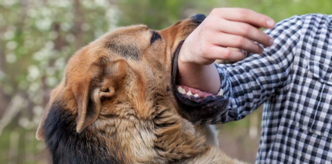 A Comprehensive Louisiana Dog Bite Law Overview