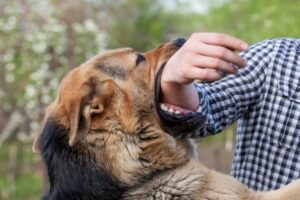 A Comprehensive Louisiana Dog Bite Law Overview